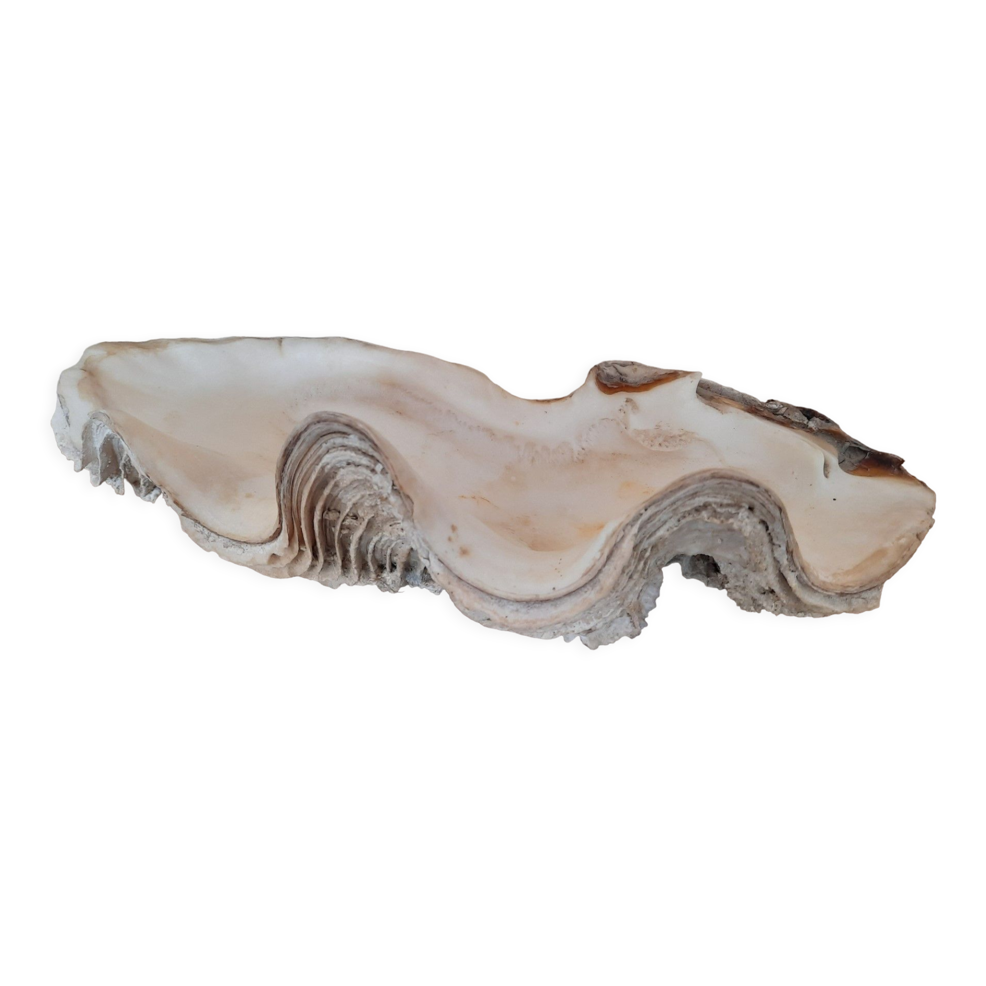 Shell clam