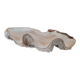Shell clam