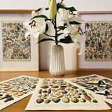 Lithographie plantes médicinales (XXV) Cerfeuil Sauge Melisse - 1920