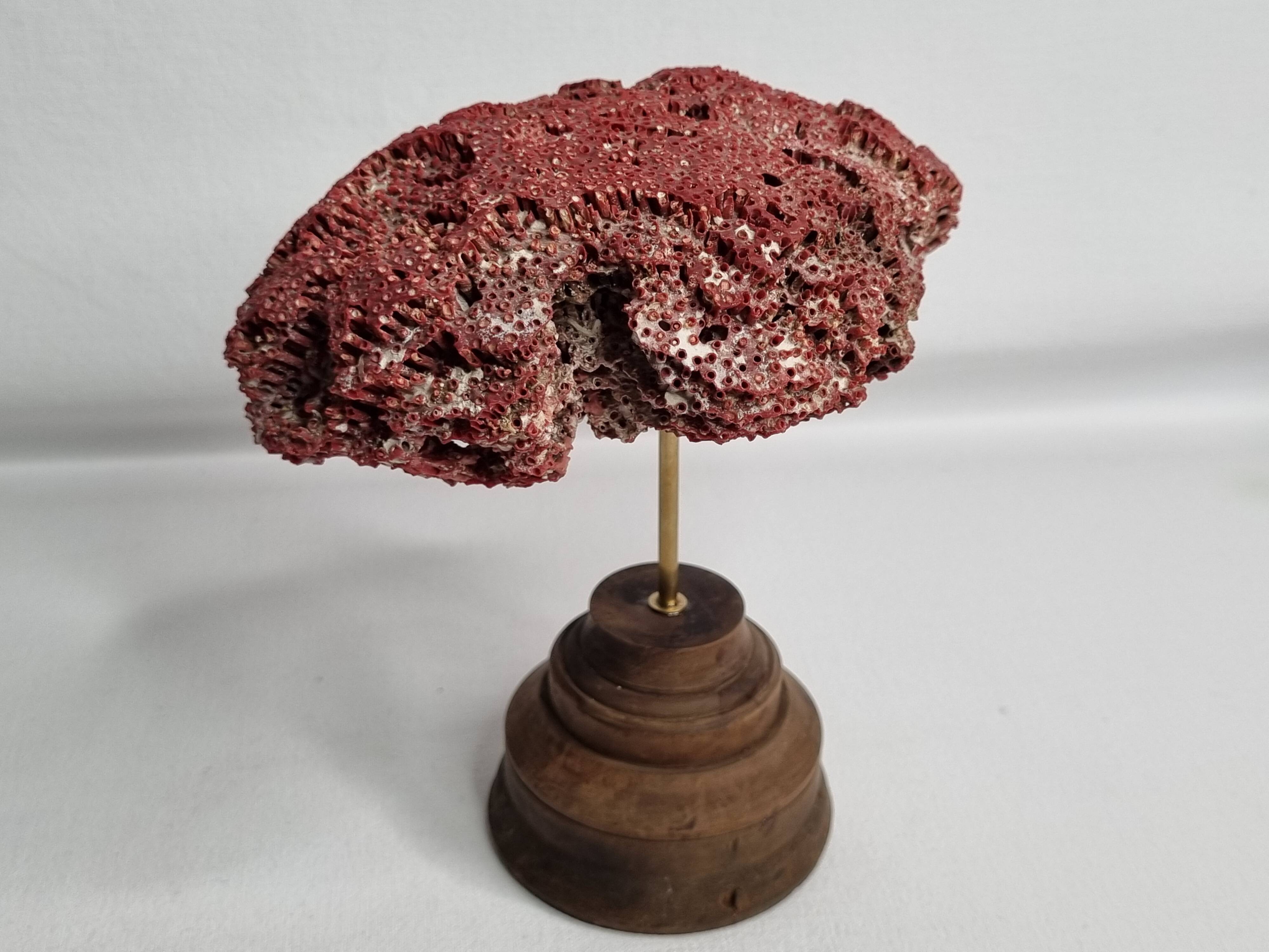 Antique Tubipora musica ornamental coral on wooden base, 16 cm
