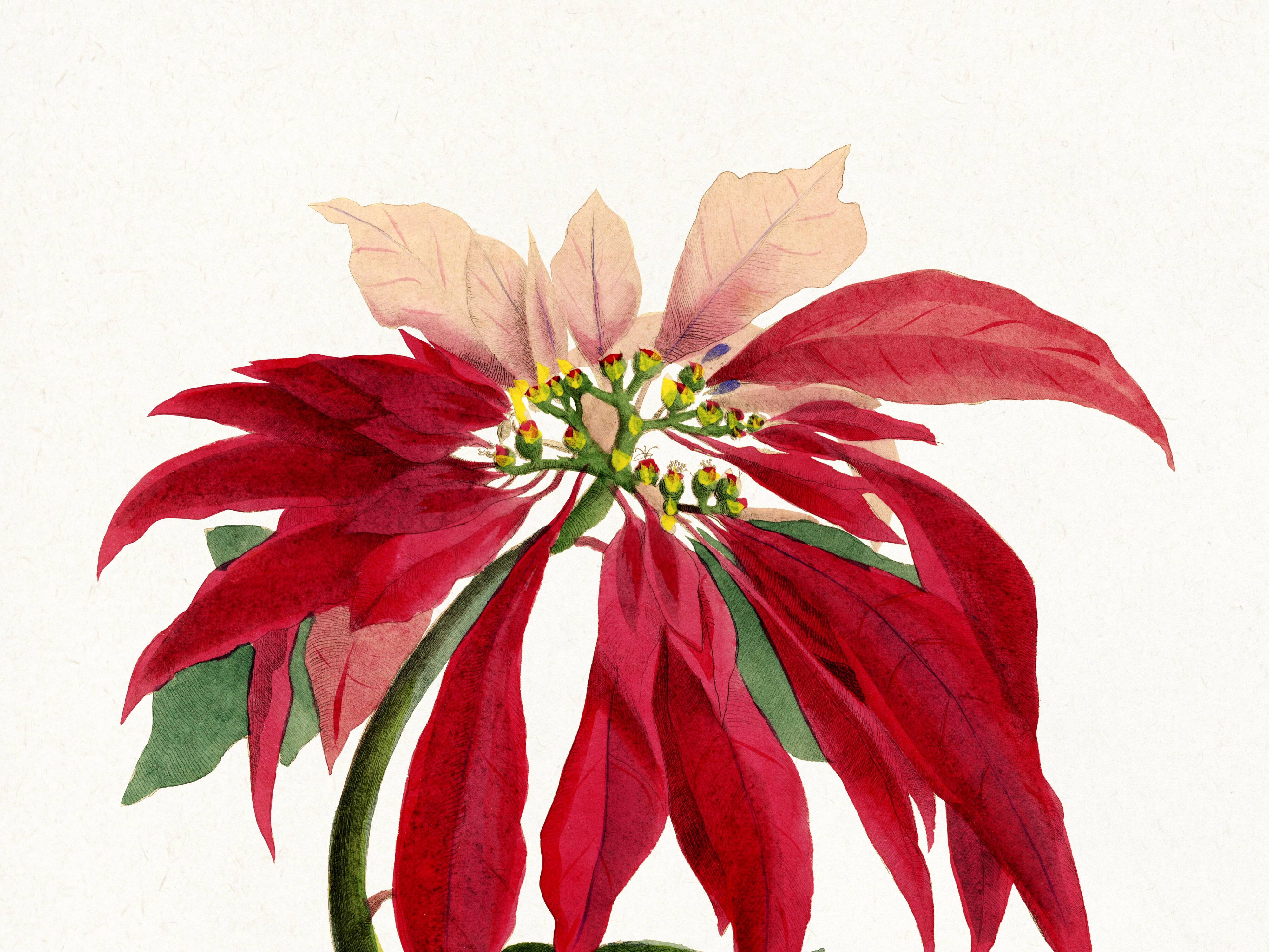 Poster about the Christmas star (Poinsettia, flower), after an engraving