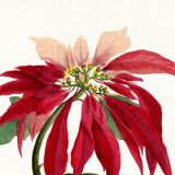 Poster about the Christmas star (Poinsettia, flower), after an engraving