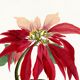 Poster about the Christmas star (Poinsettia, flower), after an engraving