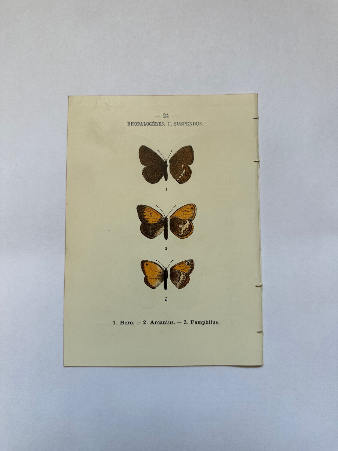 Botanical engraving butterflies double-sided naturalist plate Etching