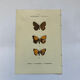 Botanical engraving butterflies double-sided naturalist plate Etching