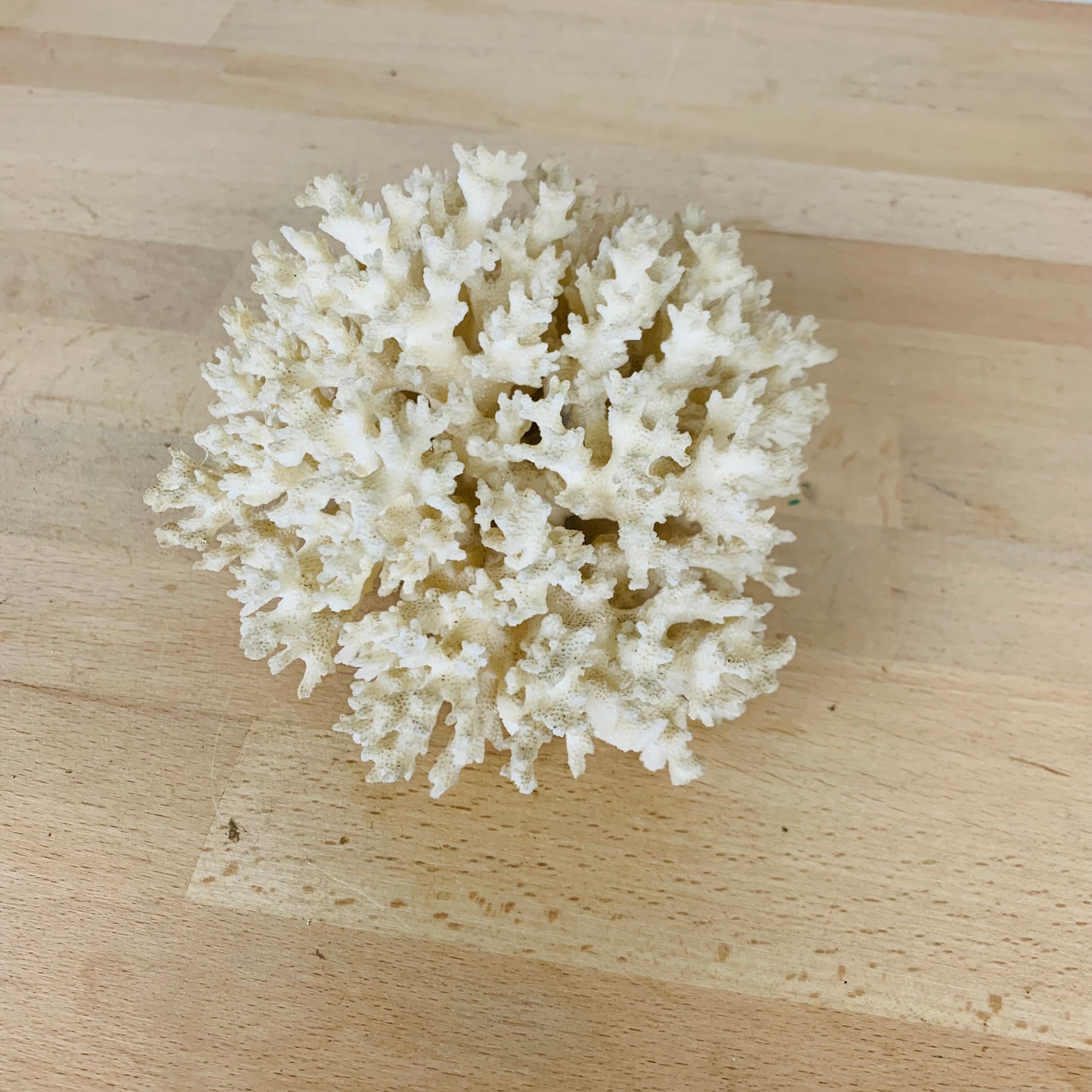 Natural old white coral 15 cm