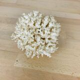 Natural old white coral 15 cm