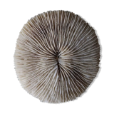 Corail Fungia
