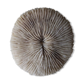 Coral Fungia