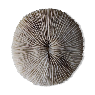 Coral Fungia