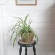 Tripod stool/ Plant holder