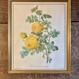 Old frame pink yellow Dreaded