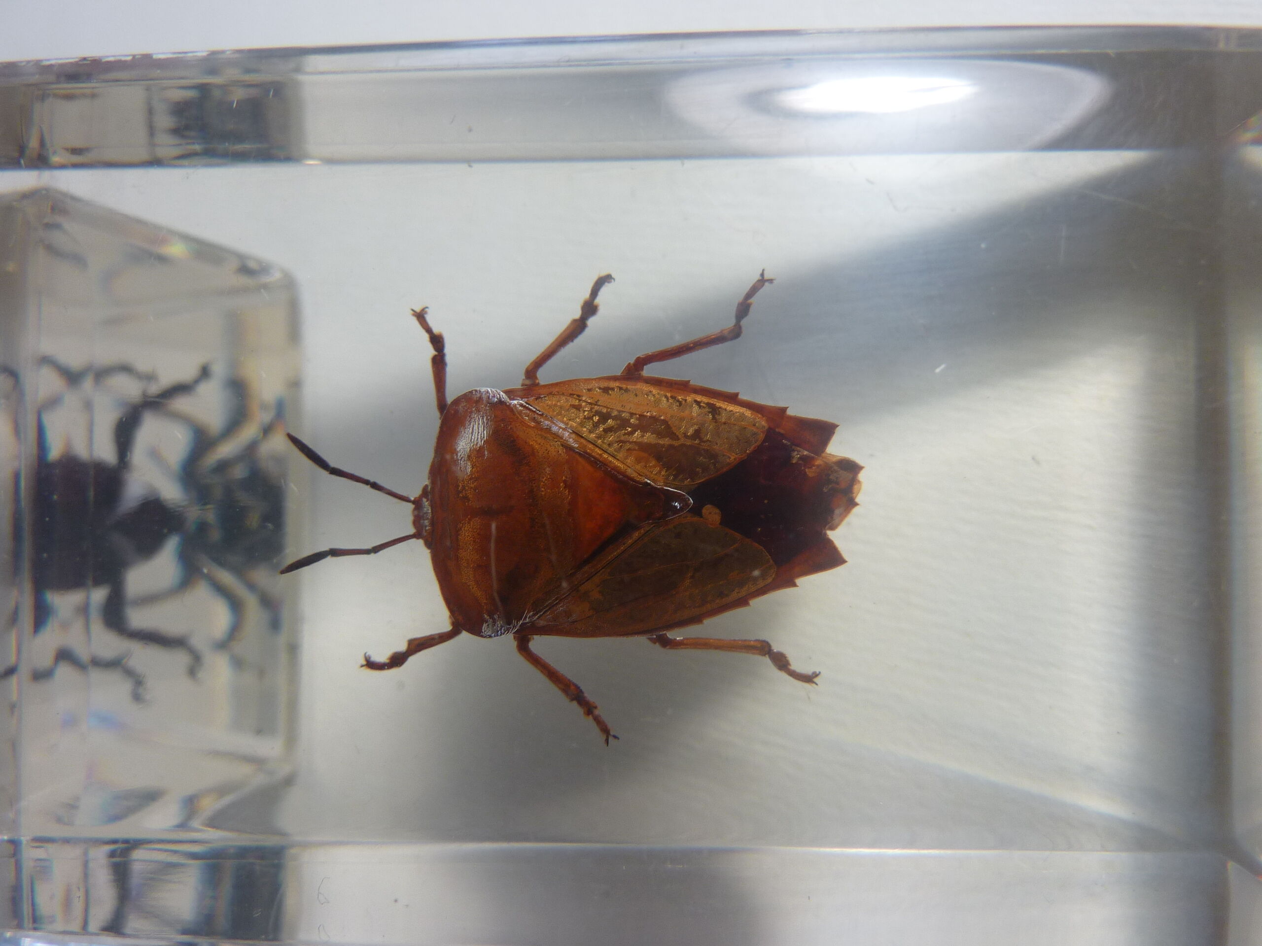Inclusions insectes, cabinet de curiosité, scorpion
