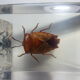 Inclusions insectes, cabinet de curiosité, scorpion