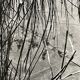 Photograph black and white silver print circa 1970 marshy landscape
