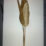 Banana Lamp