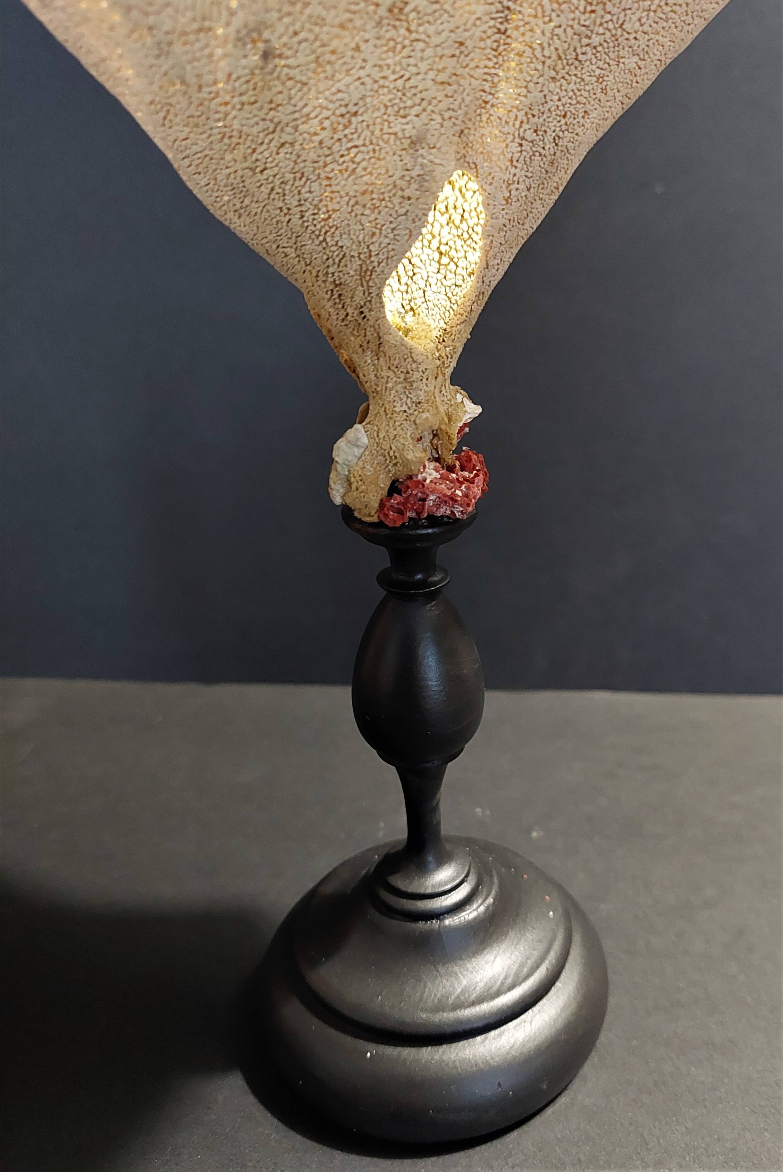 Cabinet of Curiosities sponge cut carteriospongia foliascens on base