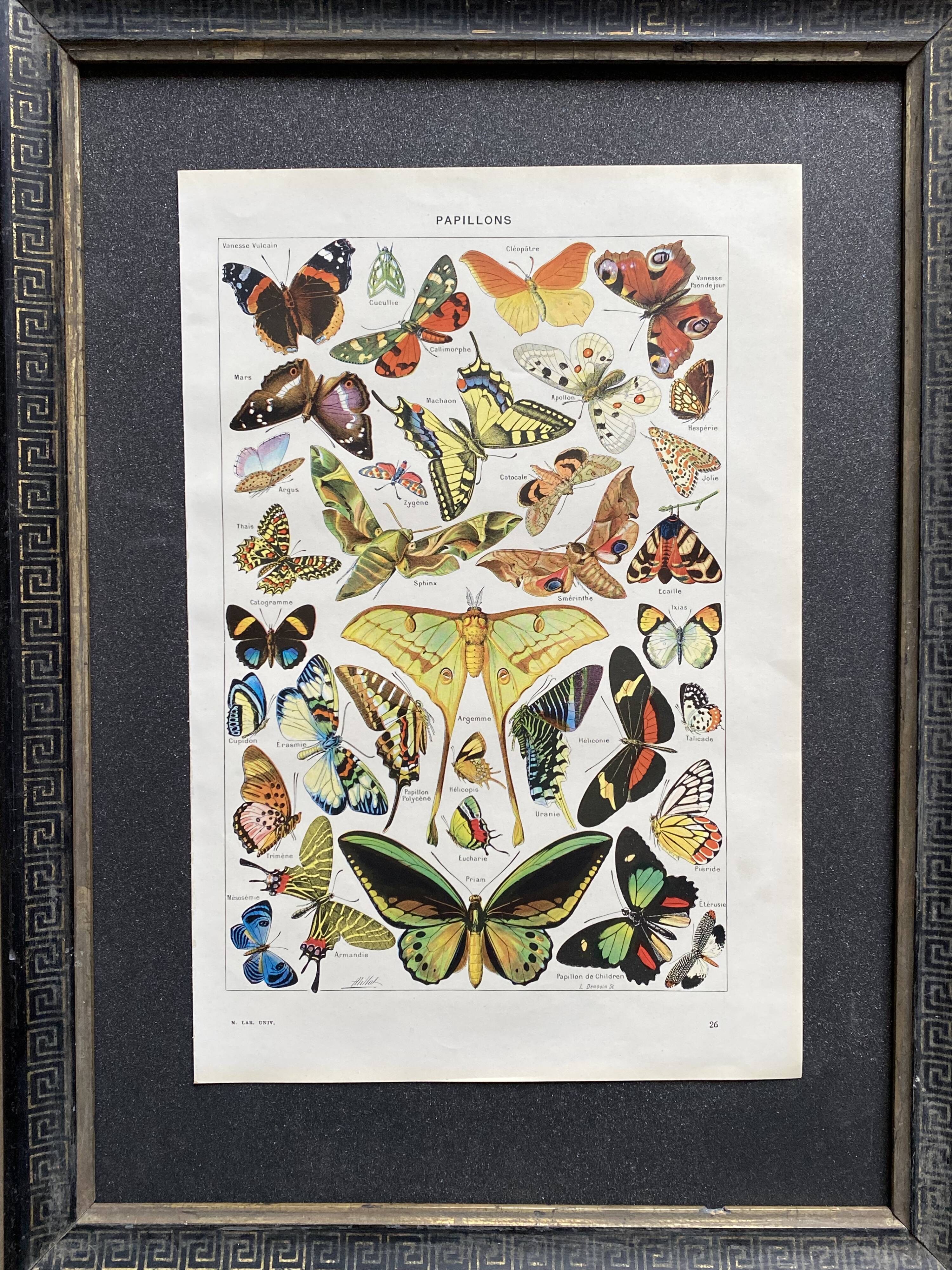 Old Millot illustration "butterflies"