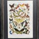 Illustration ancienne Millot "papillons"