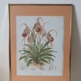 Affiche botanique orchidée