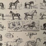Lithograph on horses - 1900