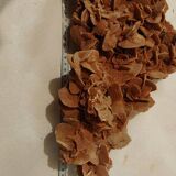 Rose des sables