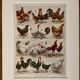 Lithographie sur les poules (XXXV) - 1920