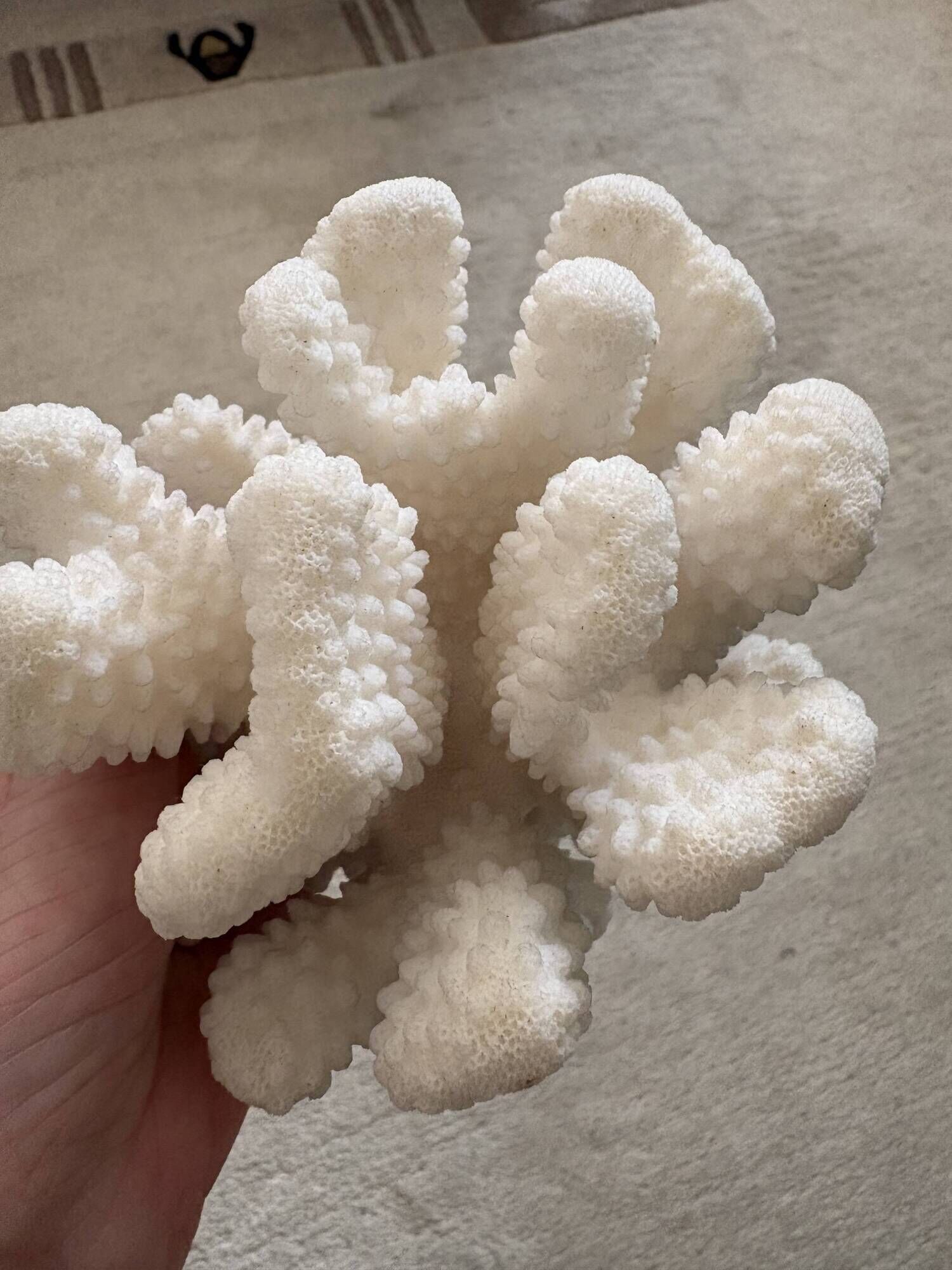 Branch coral