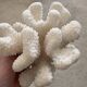 Branch coral