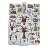Old illustration millot "crustaceans"