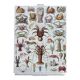 Old illustration millot "crustaceans"