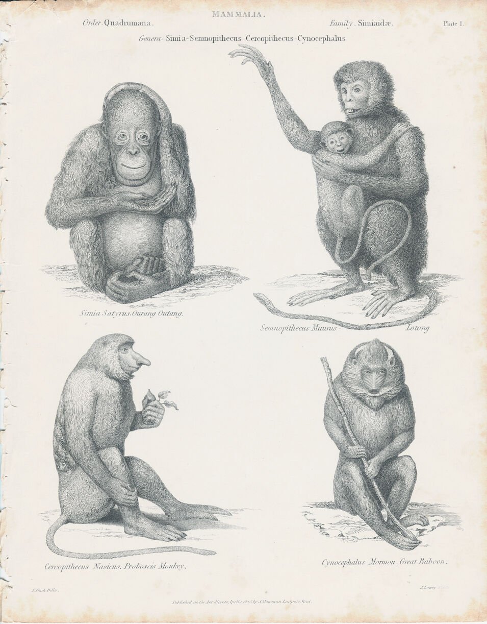 Old engraving of Primates: Ourang Outang, Lotong, Proboscis Monkey, Great Baboon