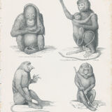 Old engraving of Primates: Ourang Outang, Lotong, Proboscis Monkey, Great Baboon