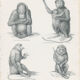 Old engraving of Primates: Ourang Outang, Lotong, Proboscis Monkey, Great Baboon