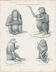 Old engraving of Primates: Ourang Outang, Lotong, Proboscis Monkey, Great Baboon
