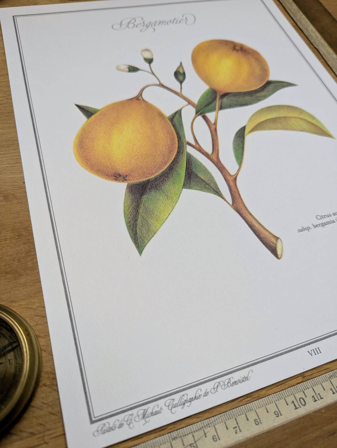 Printed in 1986, the bergamot tree. Vintage Botany.