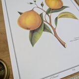 Printed in 1986, the bergamot tree. Vintage Botany.