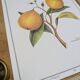 Printed in 1986, the bergamot tree. Vintage Botany.