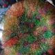 Assiette Laque Line Jean-Noel Bouillet verre vintage 80