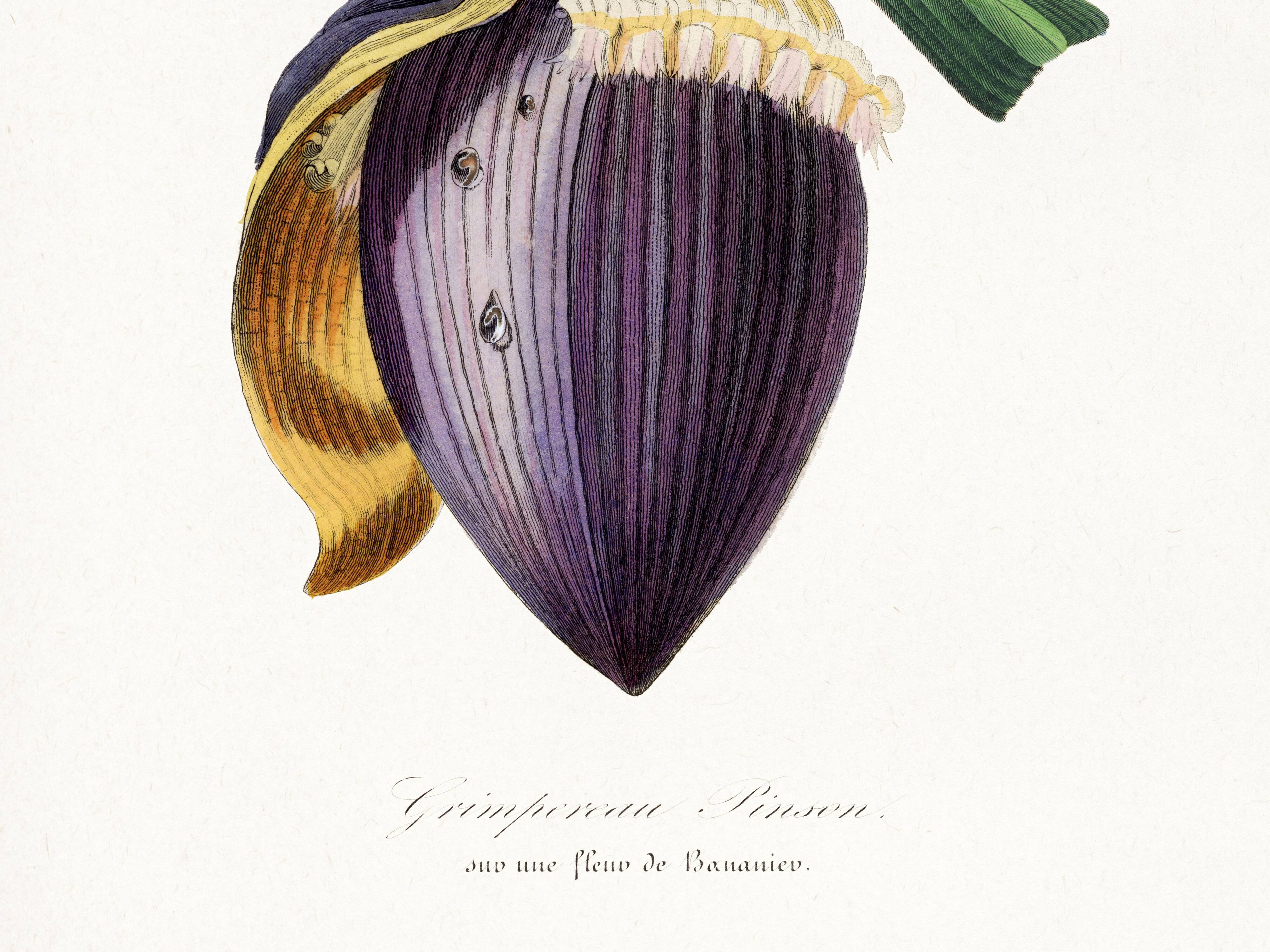 Poster about the banana flower, based on an old engraving from 1842.
