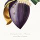 Affiche sur la fleur de bananier, d'après une gravure ancienne de 1842.