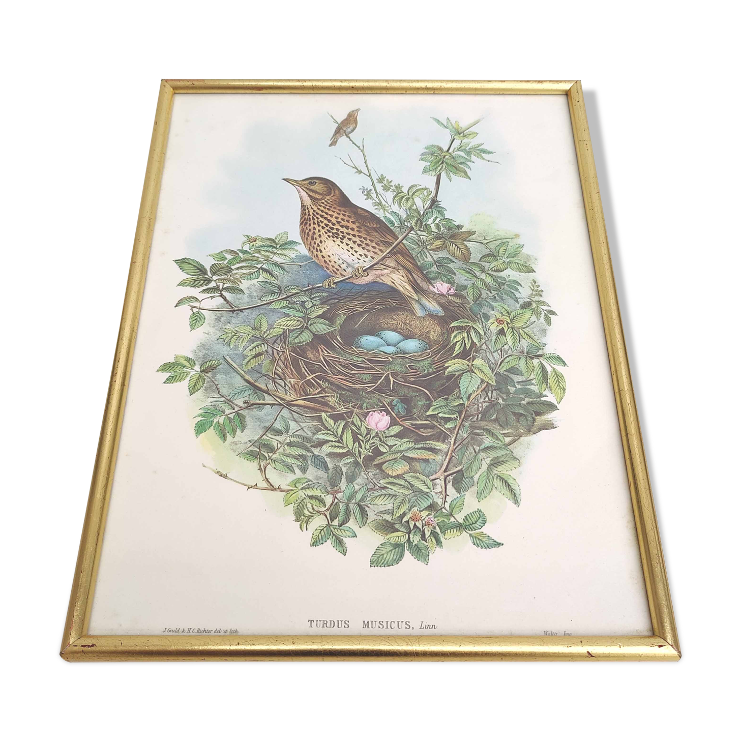 Vintage bird's nest lithograph by J. Gould and H-C Richter golden frame