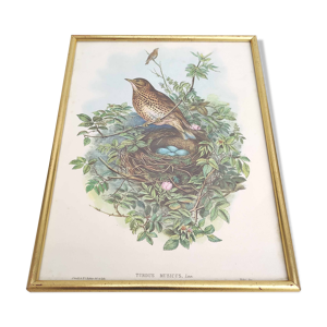Lithographie nid d'oiseau vintage