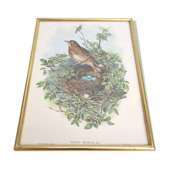 Vintage bird's nest lithograph by J. Gould and H-C Richter golden frame