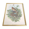 Vintage bird's nest lithograph by J. Gould and H-C Richter golden frame