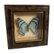 Asian butterfly