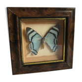 Asian butterfly