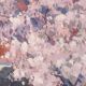 Josep Mas Pou - Almond Blossom