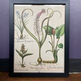 Framed plant engraving