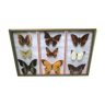 Butterfly frame